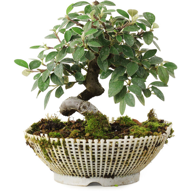 Cotoneaster horizontalis, 15 cm, ± 6 Jahre alt, handgestylt von Mario Komstra