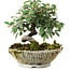 Cotoneaster horizontalis, 15 cm, ± 6 jaar oud, met de hand gestyled door Mario Komstra