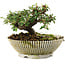 Cotoneaster horizontalis, 10 cm, ± 6 jaar oud, met de hand gestyled door Mario Komstra