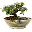 Cotoneaster horizontalis, 10 cm, ± 6 years old, hand-styled by Mario Komstra