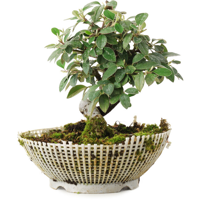 Cotoneaster horizontalis, 15 cm, ± 6 años, cultivado y diseñado personalmente por el propio Mario Komsta