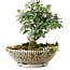 Cotoneaster horizontalis, 15 cm, ± 6 jaar oud, met de hand gestyled door Mario Komstra