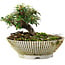 Cotoneaster horizontalis, 10 cm, ± 6 jaar oud, met de hand gestyled door Mario Komstra