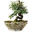 Cotoneaster horizontalis, 15 cm, ± 6 jaar oud, met de hand gestyled door Mario Komstra