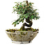 Cotoneaster horizontalis, 15 cm, ± 6 jaar oud, persoonlijk gekweekt en gestyled door Mario Komsta zelf