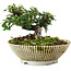 Cotoneaster horizontalis, 10 cm, ± 6 jaar oud, met de hand gestyled door Mario Komstra