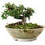 Cotoneaster horizontalis, 10 cm, ± 6 years old, hand-styled by Mario Komstra