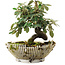 Cotoneaster horizontalis, 15 cm, ± 6 jaar oud, met de hand gestyled door Mario Komstra