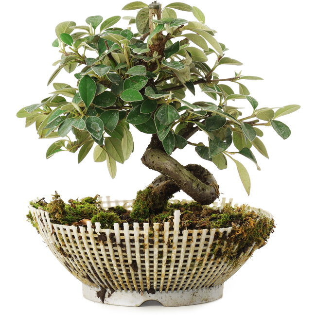 Cotoneaster horizontalis, 15 cm, ± 6 ans, cultivé et stylisé personnellement par Mario Komsta lui-même