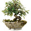 Cotoneaster horizontalis, 15 cm, ± 6 jaar oud, met de hand gestyled door Mario Komstra