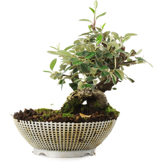 Cotoneaster horizontalis, 15 cm, ± 6 jaar oud, met de hand gestyled door Mario Komstra