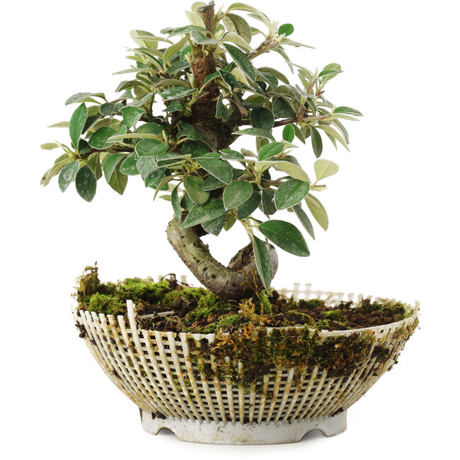 Cotoneaster horizontalis, 15 cm, ± 6 years old, personally grown and styled by Mario Komsta himself