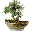 Cotoneaster horizontalis, 15 cm, ± 6 jaar oud, met de hand gestyled door Mario Komstra