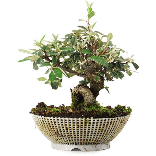 Cotoneaster horizontalis, 15 cm, ± 6 ans, cultivé à la main et stylisé par Mario Komsta en personne