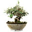 Cotoneaster horizontalis, 15 cm, ± 6 jaar oud, met de hand gestyled door Mario Komstra