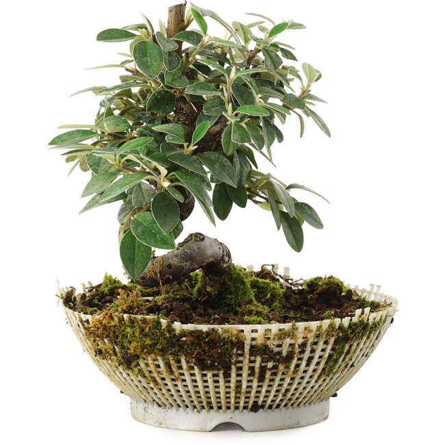 Cotoneaster Horizontalis, 15 cm, ± 6 anni, coltivato e curato personalmente da Mario Komsta