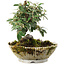 Cotoneaster horizontalis, 15 cm, ± 6 jaar oud, persoonlijk gekweekt en gestyled door Mario Komsta zelf