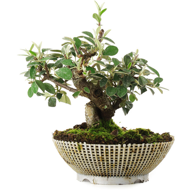 Cotoneaster Horizontalis, 15 cm, ± 6 anni, coltivato a mano e curato personalmente da Mario Komsta