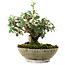 Cotoneaster horizontalis, 15 cm, ± 6 años, estilizado a mano por Mario Komstra