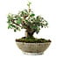 Cotoneaster horizontalis, 15 cm, ± 6 Jahre alt, handgestylt von Mario Komstra