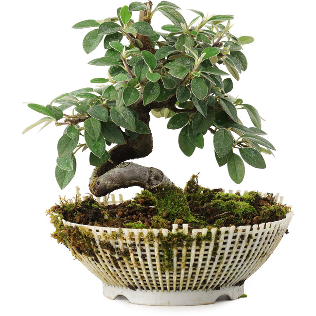 Cotoneaster horizontalis, 15 cm, ± 6 years old, personally grown and styled by Mario Komsta himself