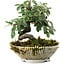 Cotoneaster horizontalis, 15 cm, ± 6 jaar oud, met de hand gestyled door Mario Komstra