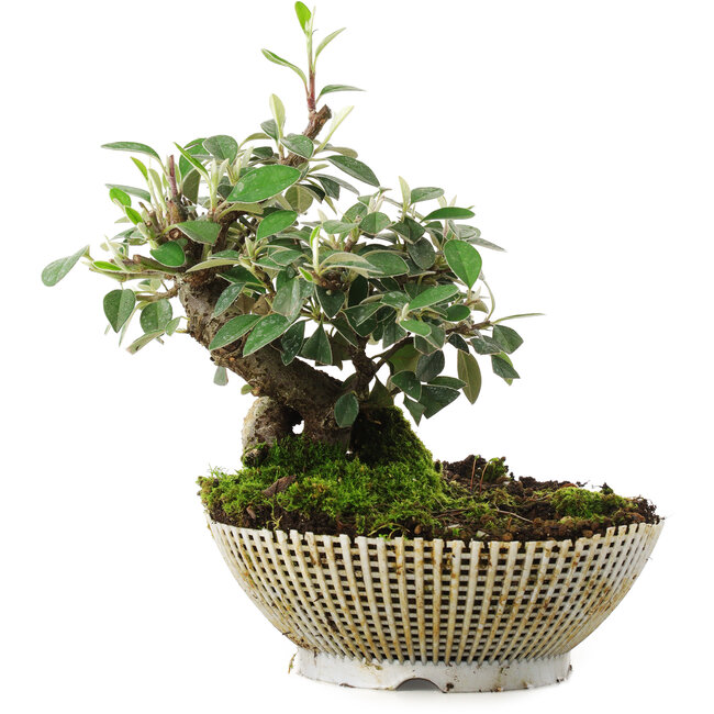 Cotoneaster horizontalis, 15 cm, ± 6 jaar oud, met de hand gekweekt en persoonlijk gestyled door Mario Komsta