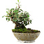 Cotoneaster horizontalis, 15 cm, ± 6 jaar oud, met de hand gestyled door Mario Komstra