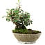 Cotoneaster horizontalis, 15 cm, ± 6 years old, hand-styled by Mario Komstra