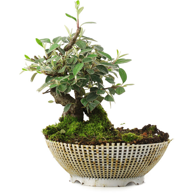 Cotoneaster horizontalis, 15 cm, ± 6 Jahre alt, von Hand gezüchtet und von Mario Komsta persönlich gestylt