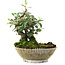 Cotoneaster horizontalis, 15 cm, ± 6 jaar oud, met de hand gestyled door Mario Komstra