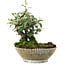 Cotoneaster horizontalis, 15 cm, ± 6 Jahre alt, handgestylt von Mario Komstra