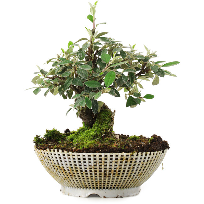 Cotoneaster horizontalis, 15 cm, ± 6 ans, cultivé à la main et stylisé par Mario Komsta en personne
