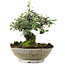 Cotoneaster horizontalis, 15 cm, ± 6 jaar oud, met de hand gestyled door Mario Komstra