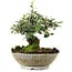 Cotoneaster horizontalis, 15 cm, ± 6 Jahre alt, handgestylt von Mario Komstra