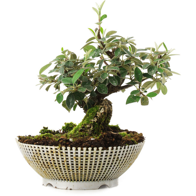 Cotoneaster horizontalis, 15 cm, ± 6 años, cultivado a mano y diseñado personalmente por Mario Komsta