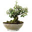 Cotoneaster horizontalis, 15 cm, ± 6 years old, hand-styled by Mario Komstra