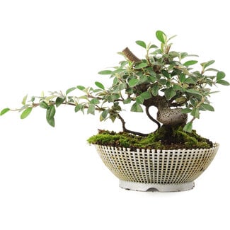  Mario Komsta Cotoneaster Horizontalis, 15 cm, ± 6 anni