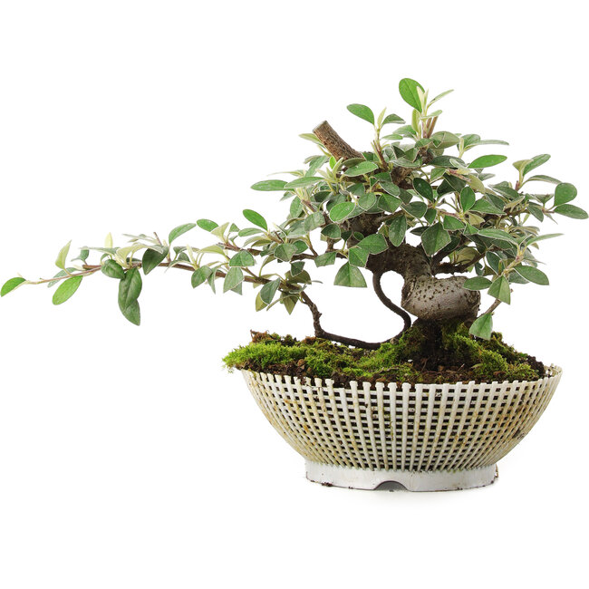 Cotoneaster horizontalis, 15 cm, ± 6 jaar oud, met de hand gestyled door Mario Komstra