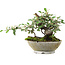 Cotoneaster horizontalis, 15 cm, ± 6 jaar oud, exclusief gekweekt en gestyled door Mario Komsta persoonlijk