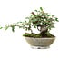 Cotoneaster horizontalis, 15 cm, ± 6 jaar oud, met de hand gestyled door Mario Komstra