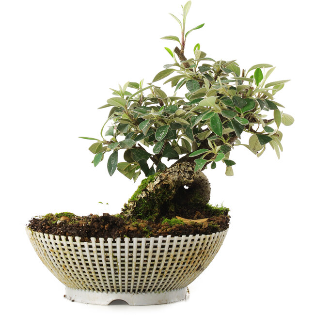Cotoneaster horizontalis, 15 cm, ± 6 años, cultivado a mano y diseñado personalmente por Mario Komsta