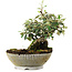 Cotoneaster Horizontalis, 15 cm, ± 6 anni, coltivato a mano e curato personalmente da Mario Komsta