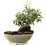 Cotoneaster horizontalis, 15 cm, ± 6 jaar oud, met de hand gestyled door Mario Komstra