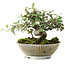Cotoneaster horizontalis, 15 cm, ± 6 jaar oud, exclusief gekweekt en gestyled door Mario Komsta persoonlijk