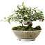 Cotoneaster horizontalis, 15 cm, ± 6 jaar oud, met de hand gestyled door Mario Komstra