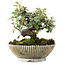 Cotoneaster horizontalis, 15 cm, ± 6 jaar oud, met de hand gestyled door Mario Komstra