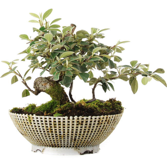 Cotoneaster Horizontalis, 15 cm, ± 6 anni, coltivato e curato esclusivamente da Mario Komsta in persona