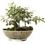 Cotoneaster horizontalis, 15 cm, ± 6 jaar oud, met de hand gestyled door Mario Komstra