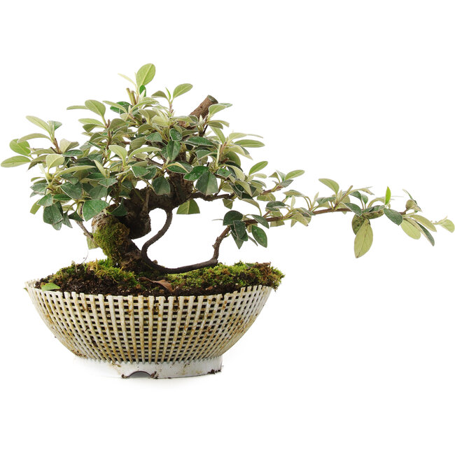 Cotoneaster horizontalis, 15 cm, ± 6 años, cultivado y diseñado exclusivamente por Mario Komsta en persona